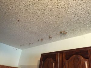 Formosan Termite found in the Diamondhead / Bay St. Louis area