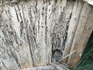Termite Spider carton nest found in New Orleans